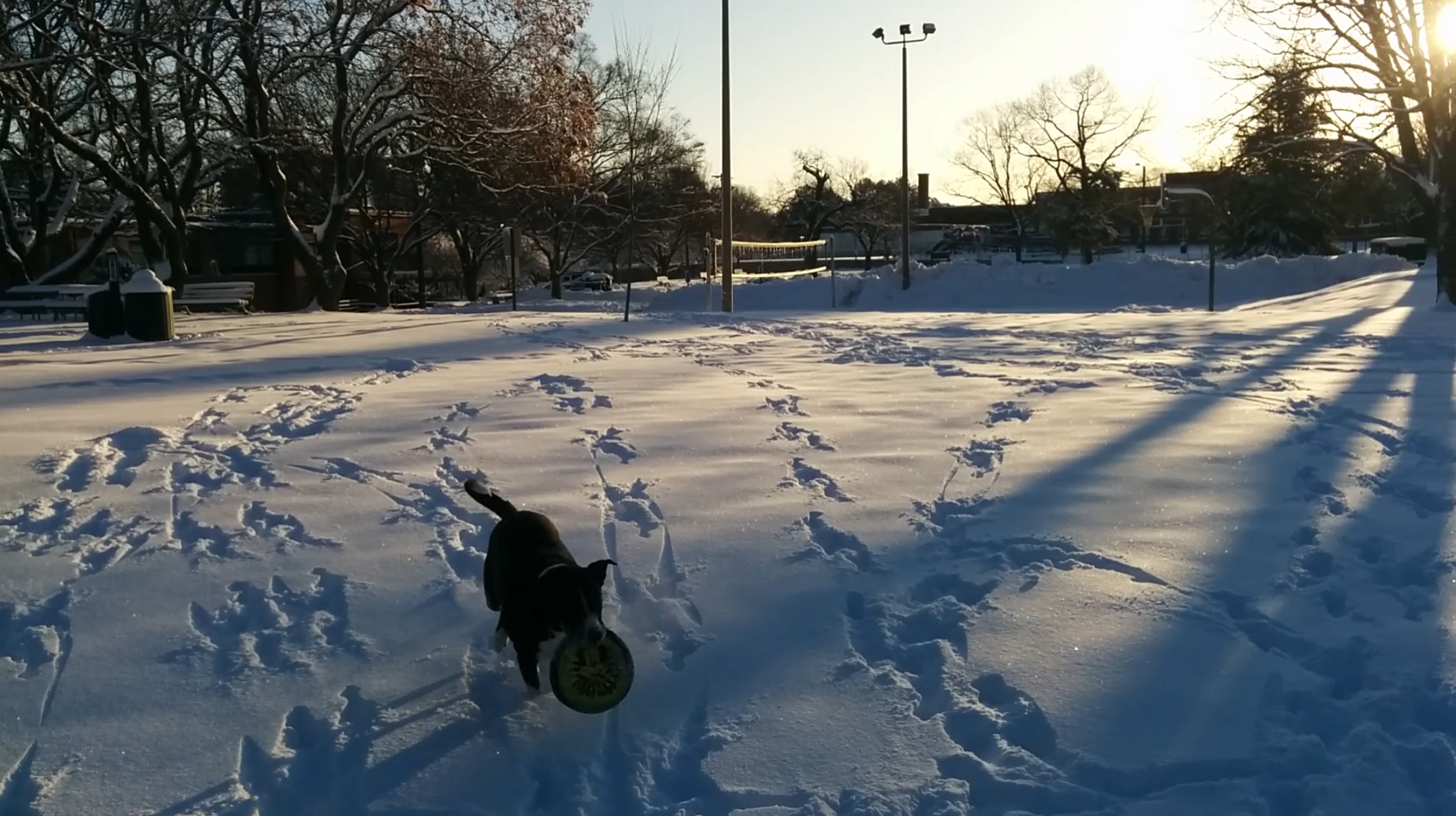 Fetching Frisbee in Snow